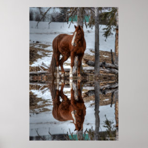 Dun Ranch Horse At Drinking Hole Equine Photo Poster