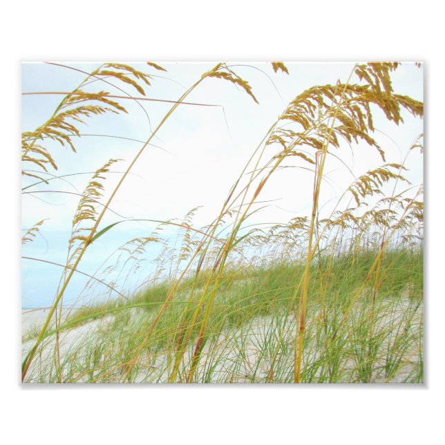 Dune Grass White Sand Beach Photo Print (Front)