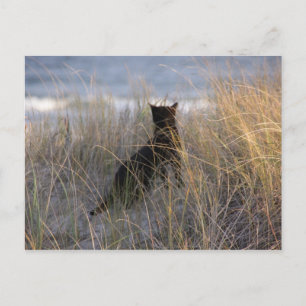 Dunes Cat Postcard