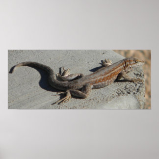 dunes sage brush lizard poster