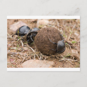 Dung Beetle Postcard