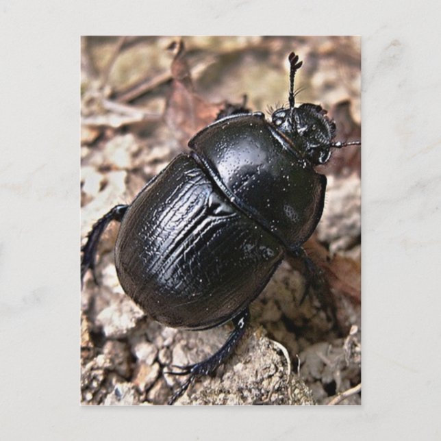 Dung Beetles Postcard (Front)