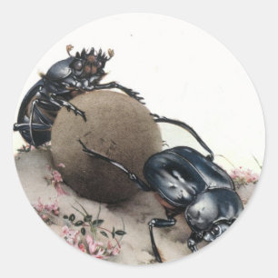 Dung Bettle Classic Round Sticker