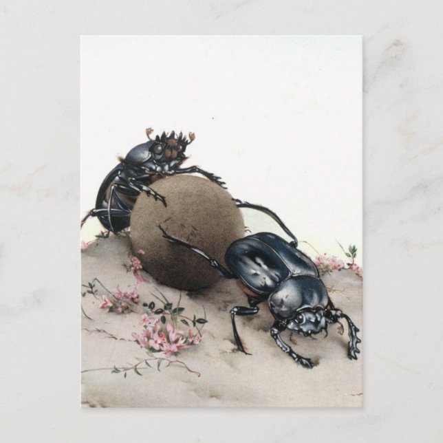 Dung Bettle Postcard (Front)