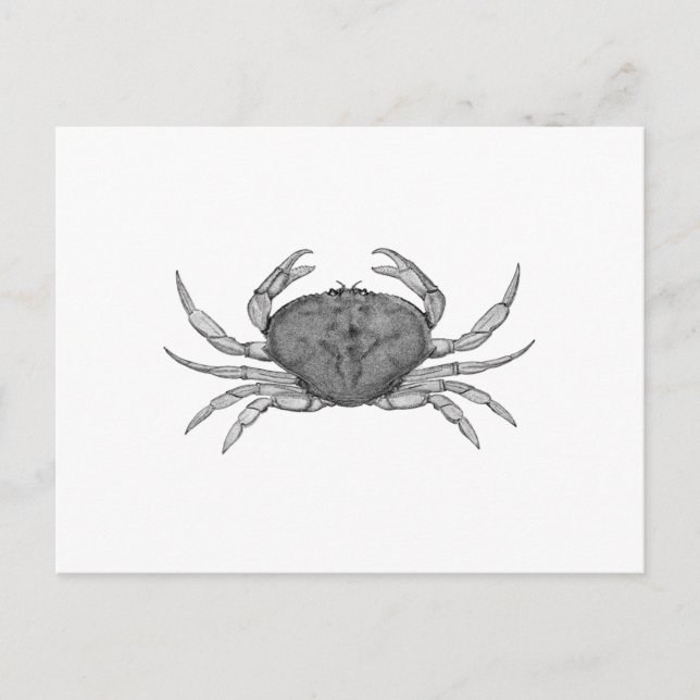 Dungeness Crab Logo (line art) Postcard (Front)
