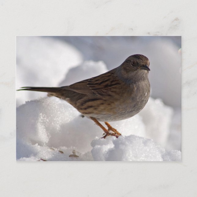 Dunnock in snow postcard (Front)