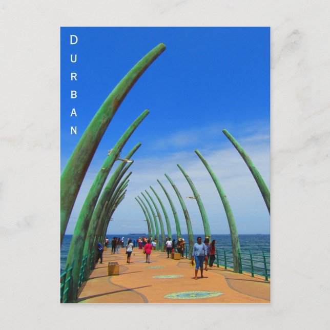 durban whalebone pie r postcard (Front)