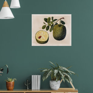 Durian Fruit and Foliage Poster
