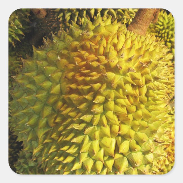 Durian Fruit Square Sticker (Front)