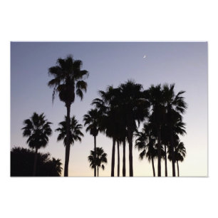 Dusk with Palm Trees Tropical Scene Photo Print