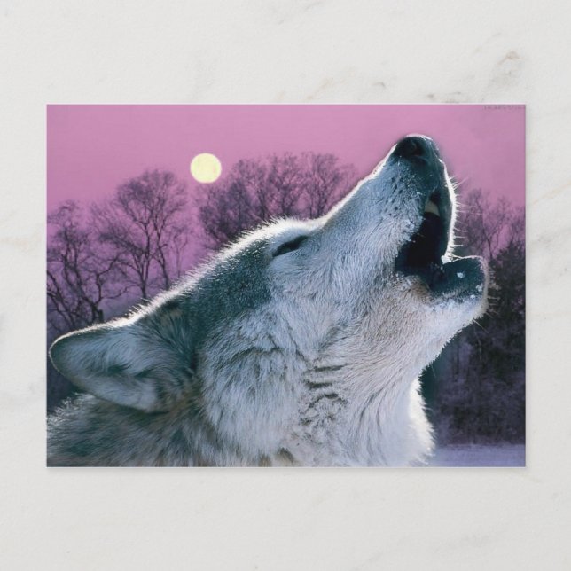 dusk woodland forest moonlight howling wolf postcard (Front)
