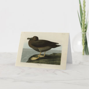 Dusky Albatross from Audubon's Birds of America Card