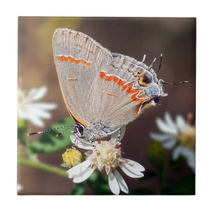 Dusky Blue Hairstreak Butterfly Ceramic Tile