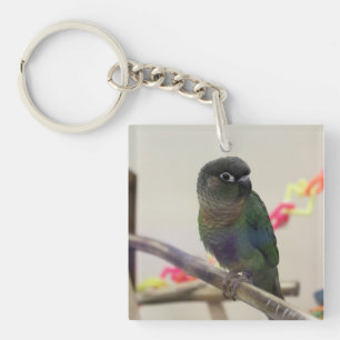 Dusky conure key ring
