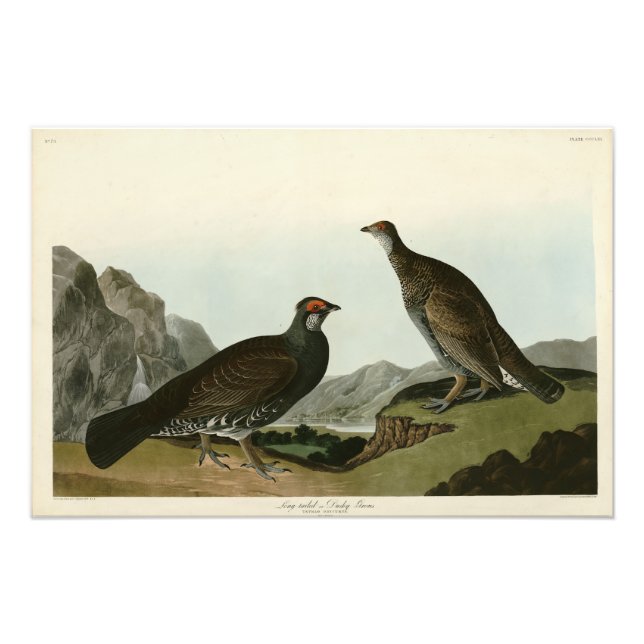 Dusky Grous (Blue Grouse) Audubon Birds of America Photo Print (Front)