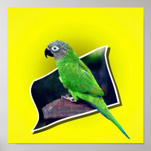 Dusky Headed Conure Parrot Out Of Bounds Poster