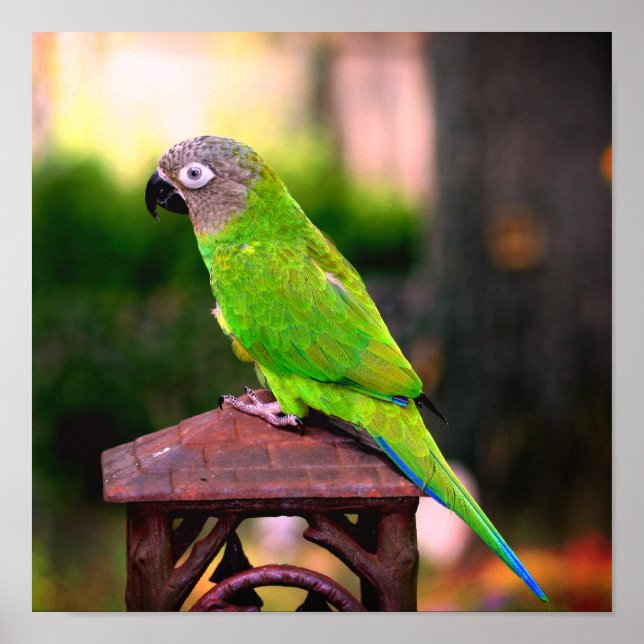 Dusky Headed Conure Parrot  Poster (Front)