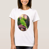Dusky Headed Conure Parrot