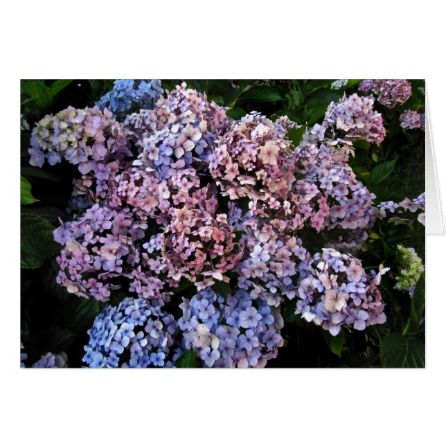 Dusky Hydrangeas (Front Horizontal)