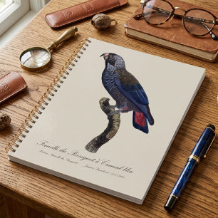 Dusky Parrot or Dusky Pionus, Pionus fuscus Planner