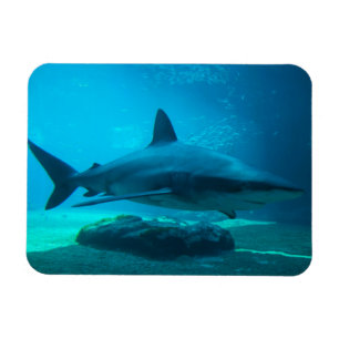 Dusky Shark (Carcharhinus Obscurus), Ushaka Magnet