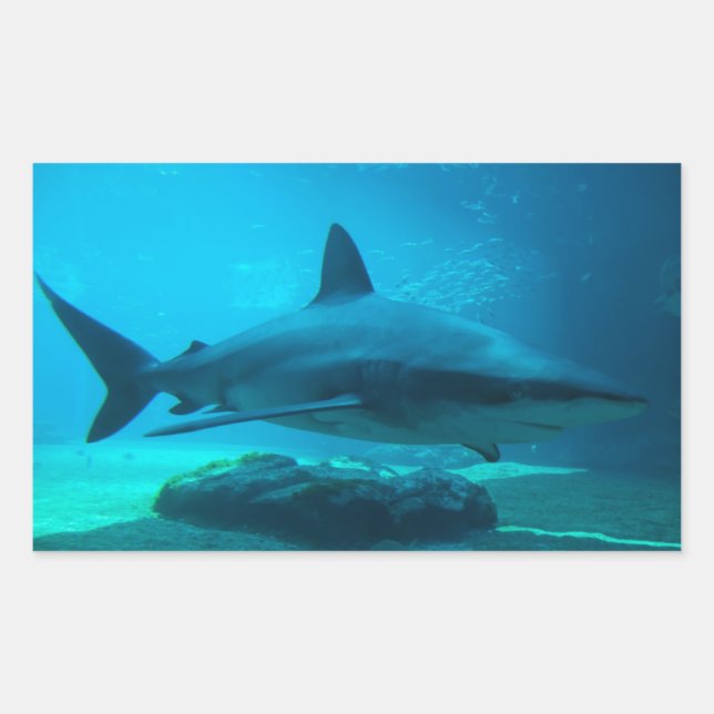 Dusky Shark (Carcharhinus Obscurus), Ushaka Rectangular Sticker (Front)