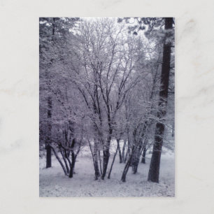 Dusting Postcard