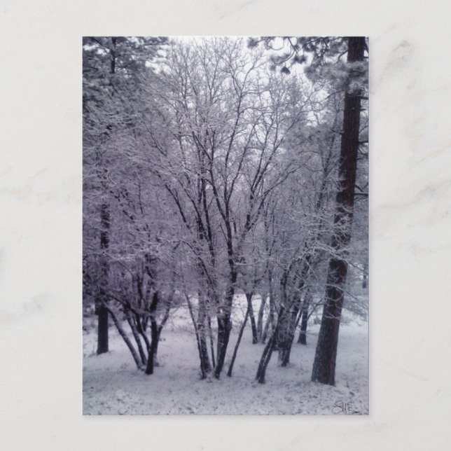 Dusting Postcard (Front)