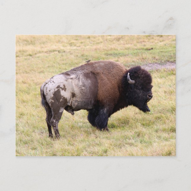 Dusty Bison Bull in Yellowstone National Park Postcard (Front)