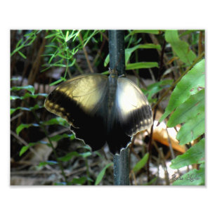 Dusty Gold Butterfly Photo Print