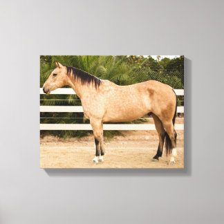Dusty Horse Canvas Print 11x14