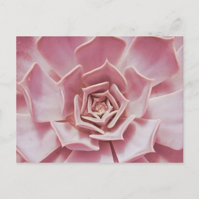 Dusty Rose Pink Succulent Southwest Desert Plant Postcard (Front)
