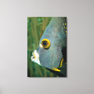 Dutch Antilles, Bonaire, Underwater close-up Canvas Print