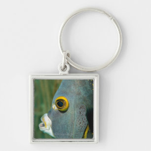 Dutch Antilles, Bonaire, Underwater close-up Key Ring