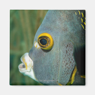 Dutch Antilles, Bonaire, Underwater close-up Magnet
