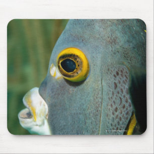 Dutch Antilles, Bonaire, Underwater close-up Mouse Mat