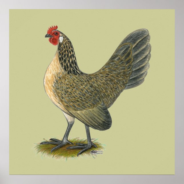 Dutch Bantam:  Blue Quail Hen Poster (Front)