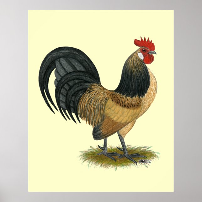 Dutch Bantam:  Blue Quail Rooster Poster (Front)