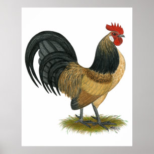 Dutch Bantam:  Blue Quail Rooster Poster
