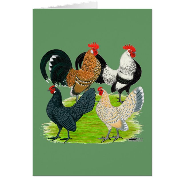 Dutch Bantam Quartet (Front)