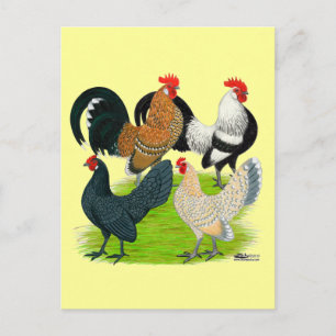 Dutch Bantam Quartet Postcard