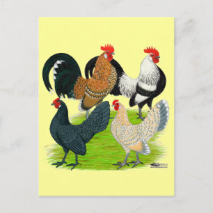Dutch Bantam Quartet Postcard