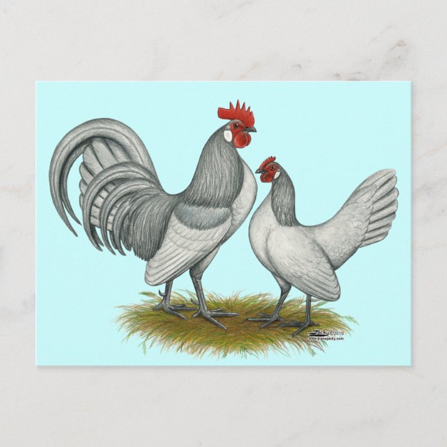 Dutch Bantam:  Self Blue Postcard (Front)