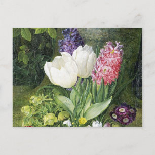 Dutch Bulb Spring Flowers Postcard