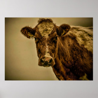 Dutch Cow Poster