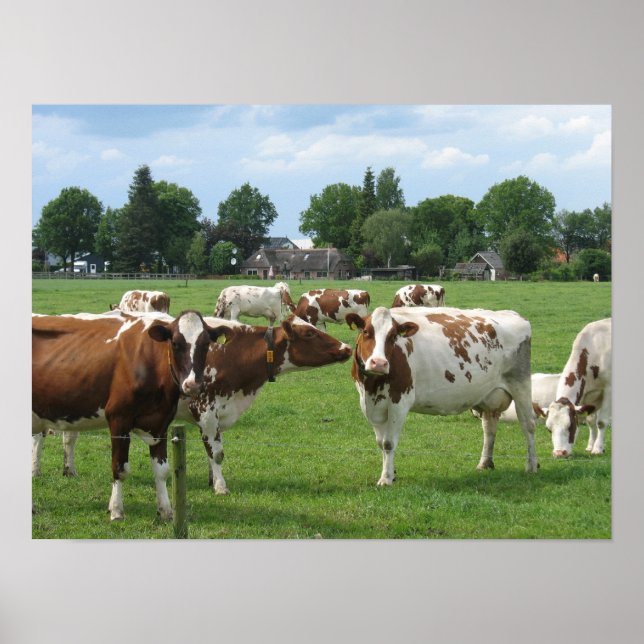 Dutch Dairy Cows Landscape Poster Gift Print (Front)