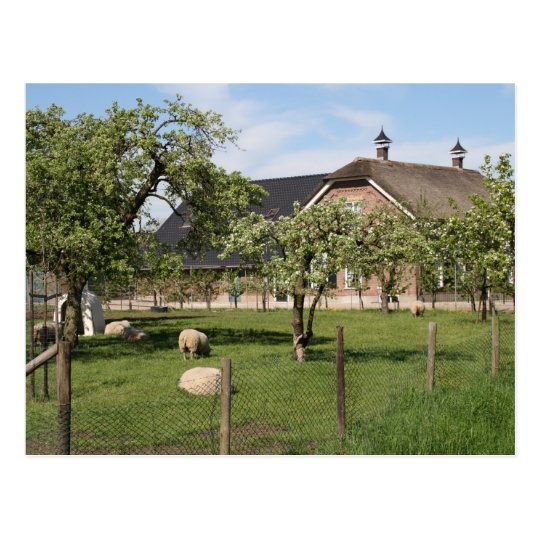 Dutch farm postcard