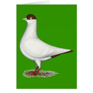 Dutch Helmet Pigeon