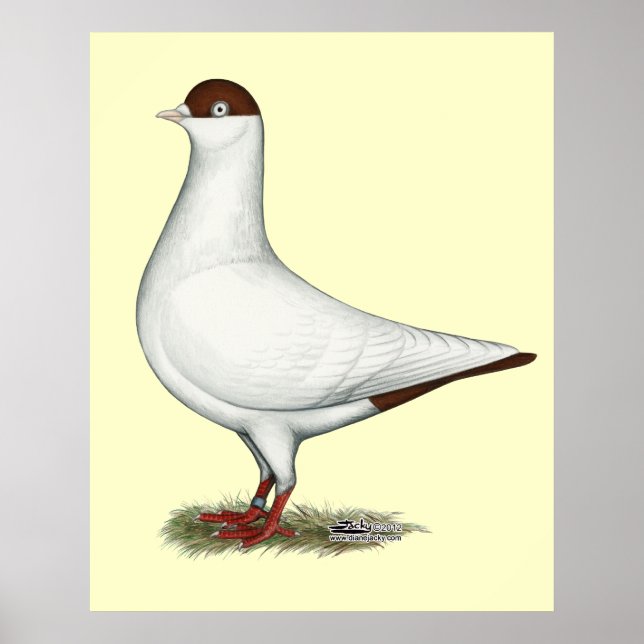 Dutch Helmet Pigeon Poster (Front)