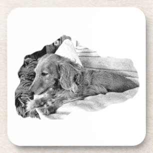 Dutch Hound Resting – Graphic Coaster